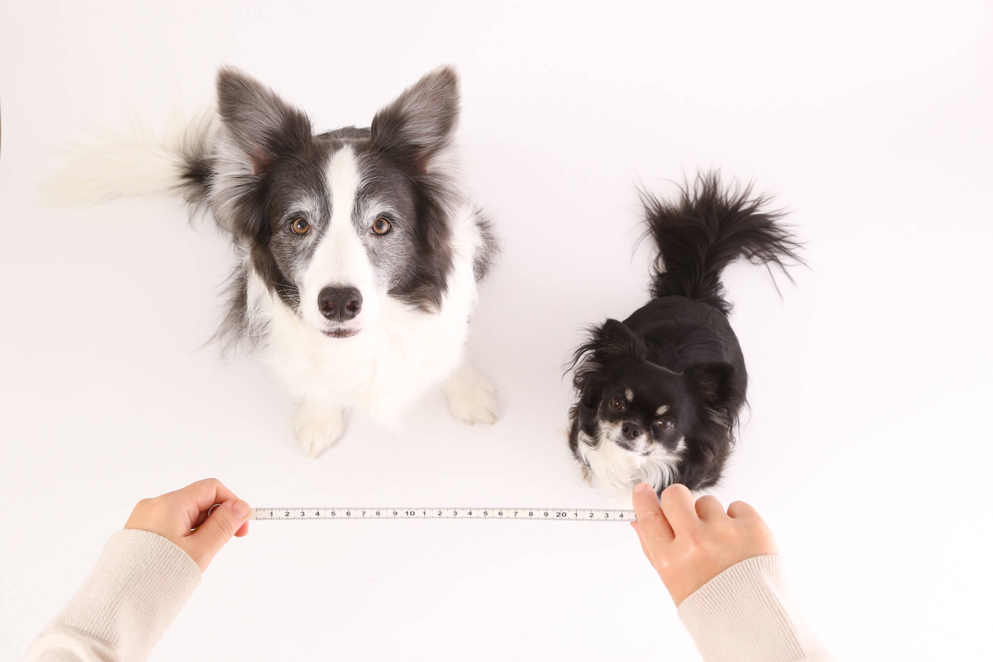 犬用レインコートの選び方のポイント